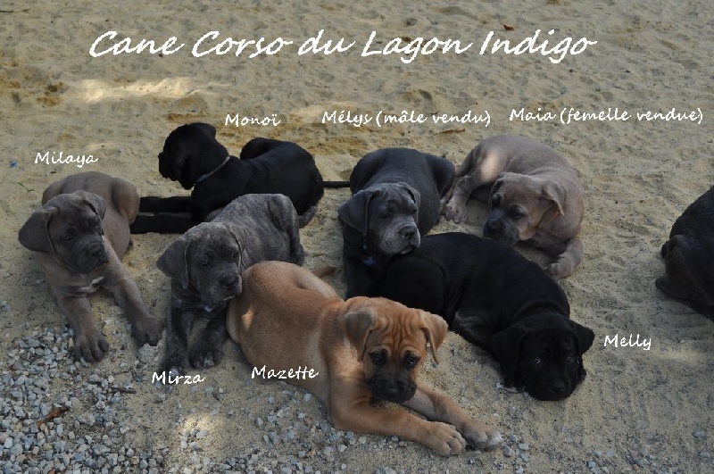Du Lagon Indigo - Cane Corso - Portée née le 28/05/2016