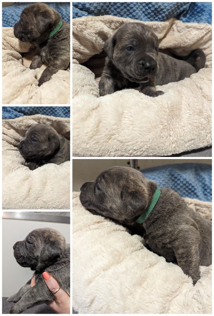 Du Lagon Indigo - Chiots disponibles - Cane Corso