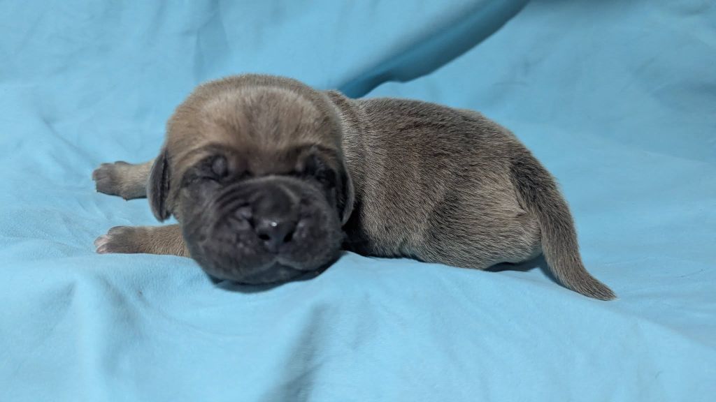 Du Lagon Indigo - Chiots disponibles - Cane Corso