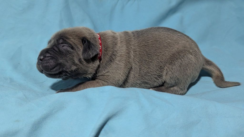 Du Lagon Indigo - Chiots disponibles - Cane Corso
