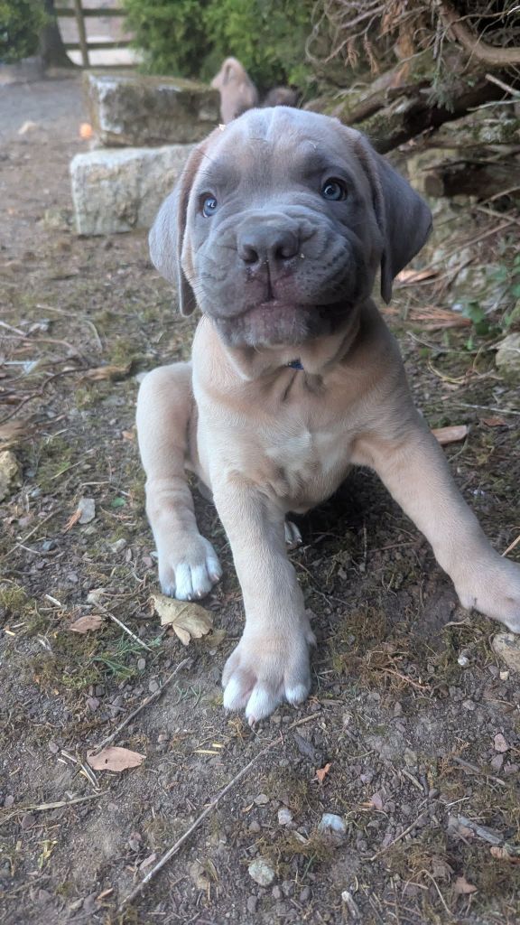 Arkan - Collier bleu foncé