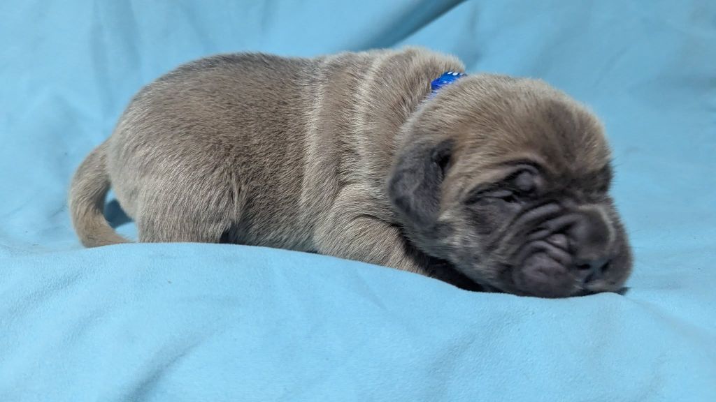 Du Lagon Indigo - Chiots disponibles - Cane Corso