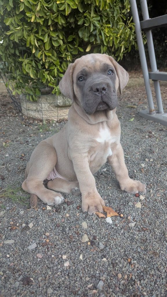 Du Lagon Indigo - Chiots disponibles - Cane Corso
