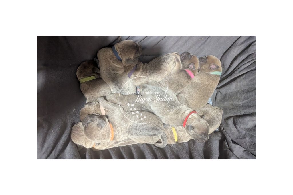 Chiot Cane Corso Du Lagon Indigo