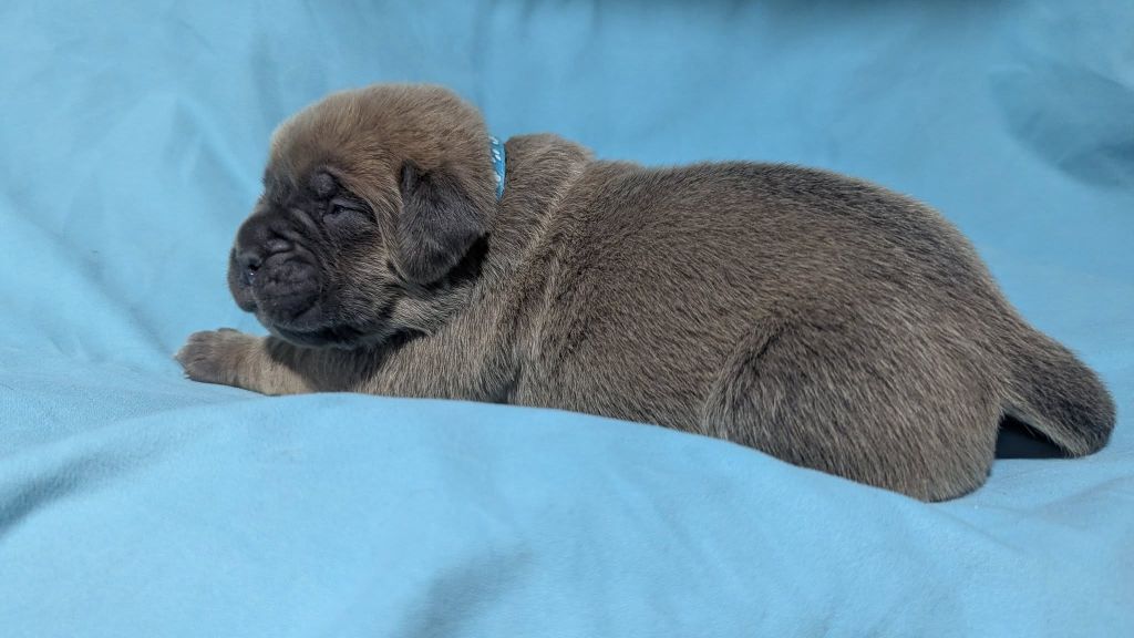Du Lagon Indigo - Chiots disponibles - Cane Corso