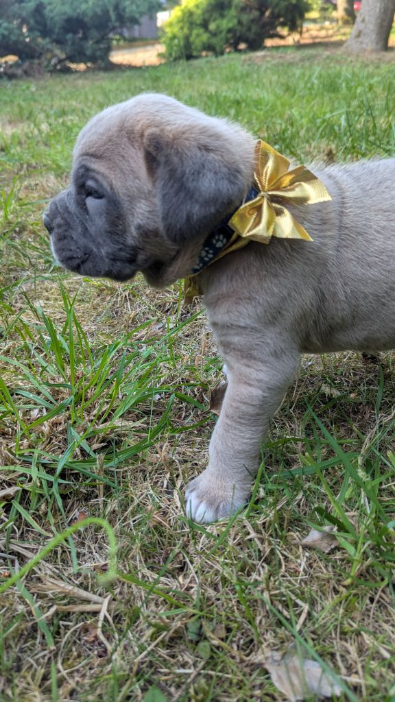 Du Lagon Indigo - Chiots disponibles - Cane Corso