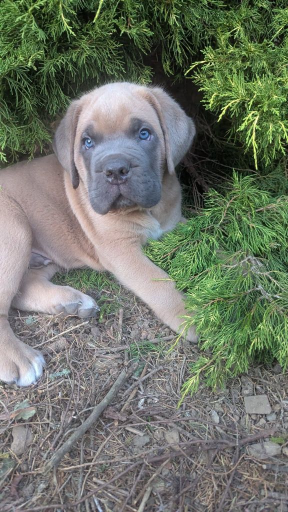 Du Lagon Indigo - Chiots disponibles - Cane Corso