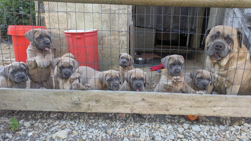 Chiot Cane Corso Du Lagon Indigo