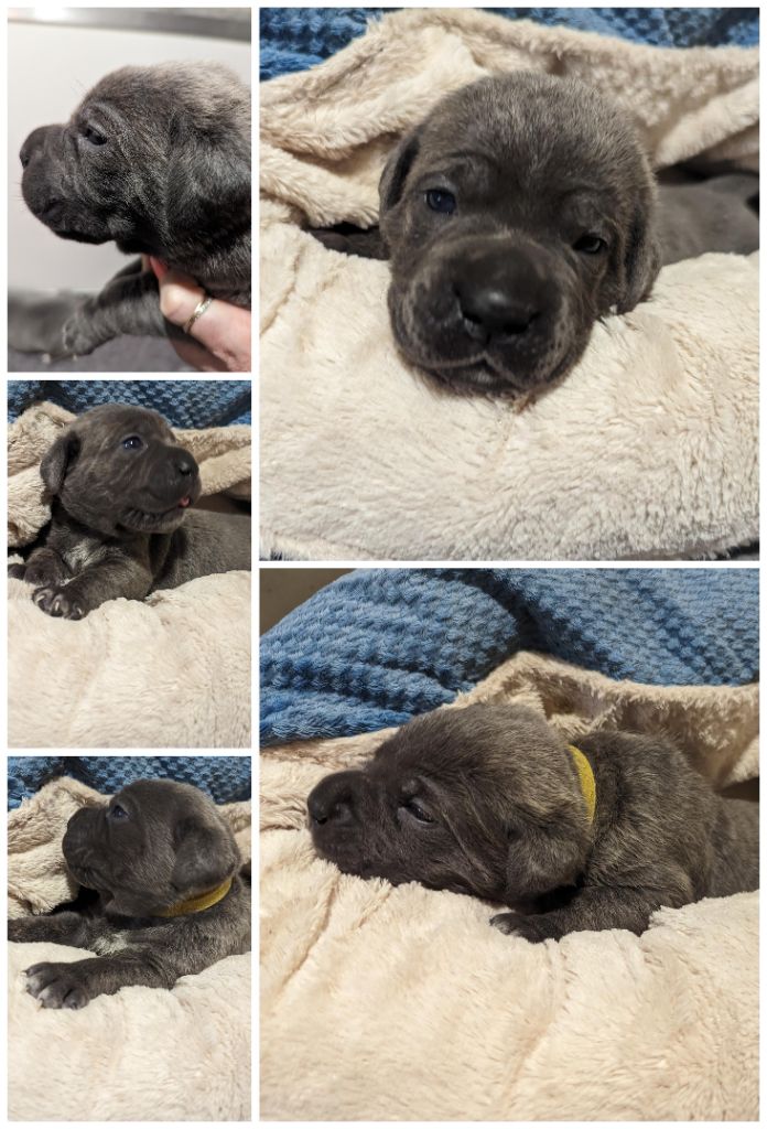 Du Lagon Indigo - Chiots disponibles - Cane Corso