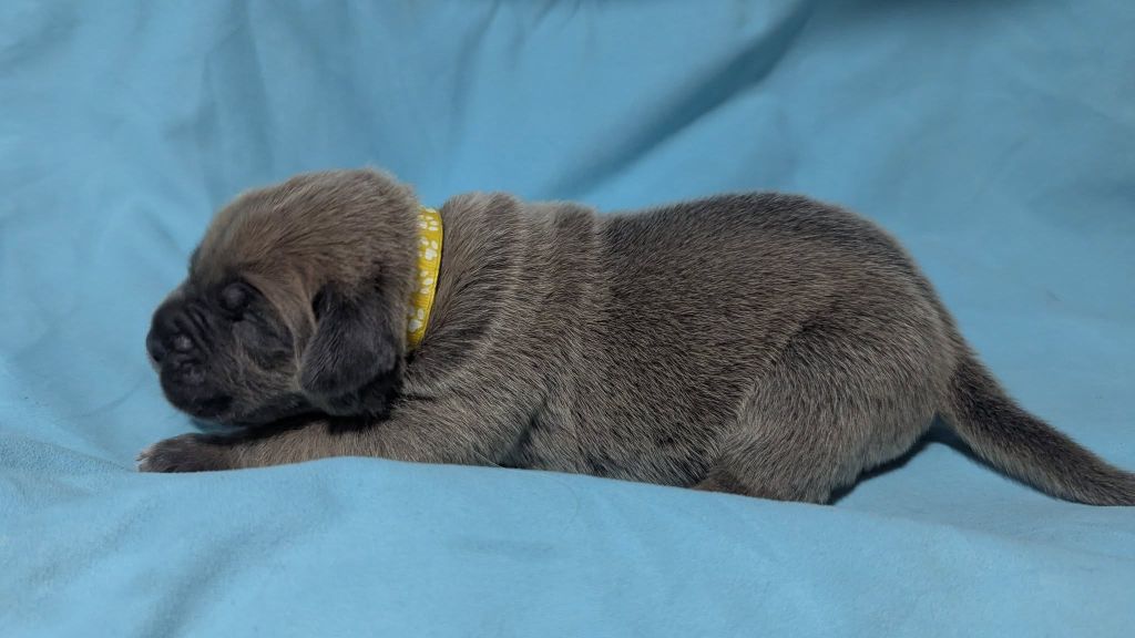 Du Lagon Indigo - Chiots disponibles - Cane Corso