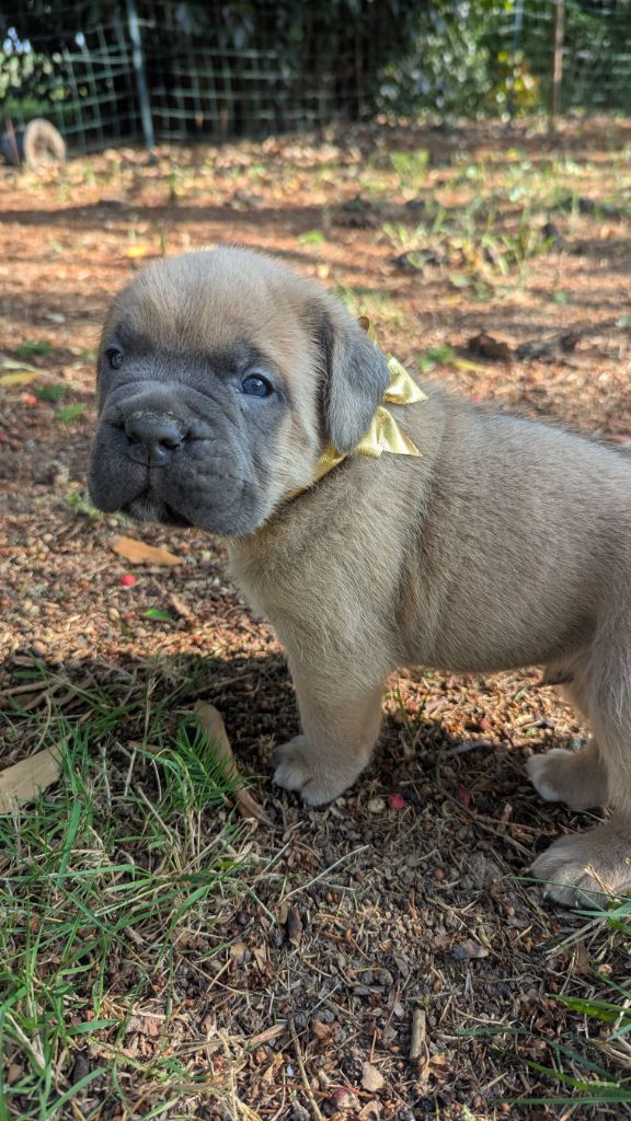 Du Lagon Indigo - Chiots disponibles - Cane Corso