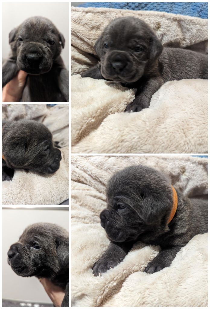 Du Lagon Indigo - Chiots disponibles - Cane Corso