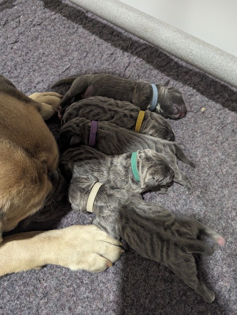 Chiot Cane Corso Du Lagon Indigo