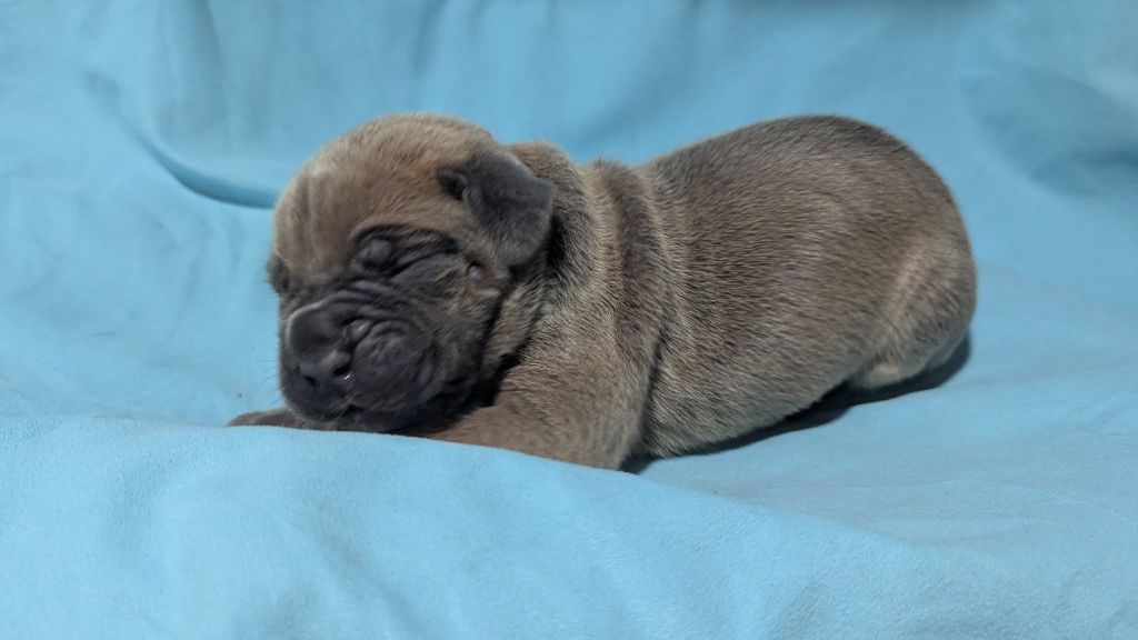 Du Lagon Indigo - Chiots disponibles - Cane Corso
