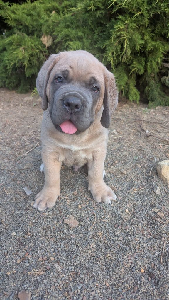 Du Lagon Indigo - Chiots disponibles - Cane Corso