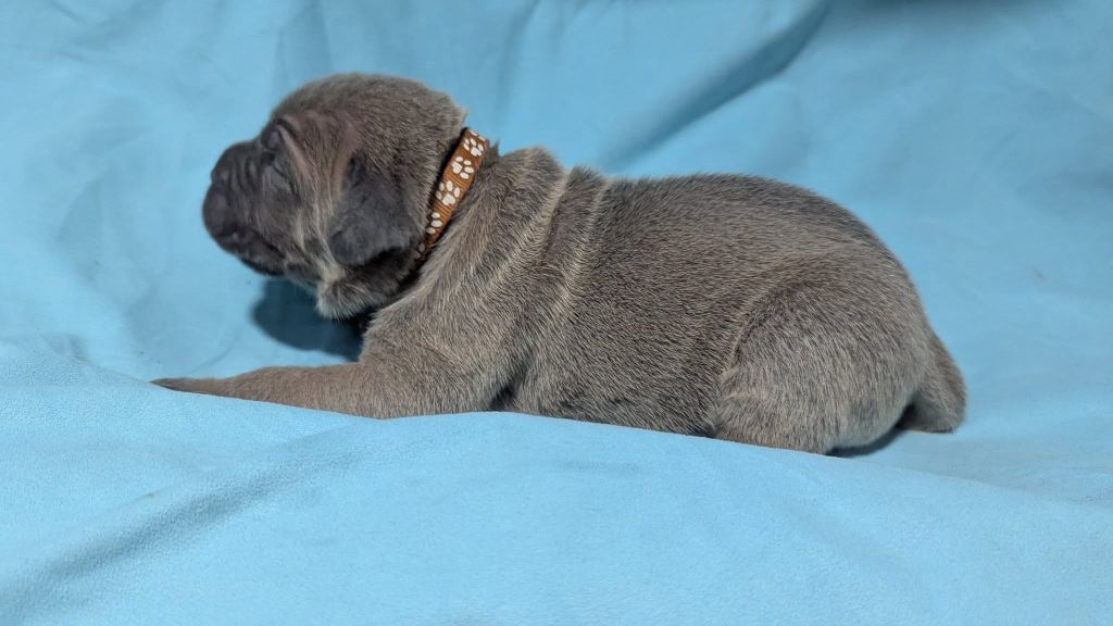Du Lagon Indigo - Chiots disponibles - Cane Corso