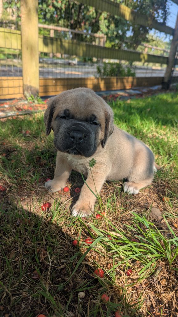 Du Lagon Indigo - Chiots disponibles - Cane Corso