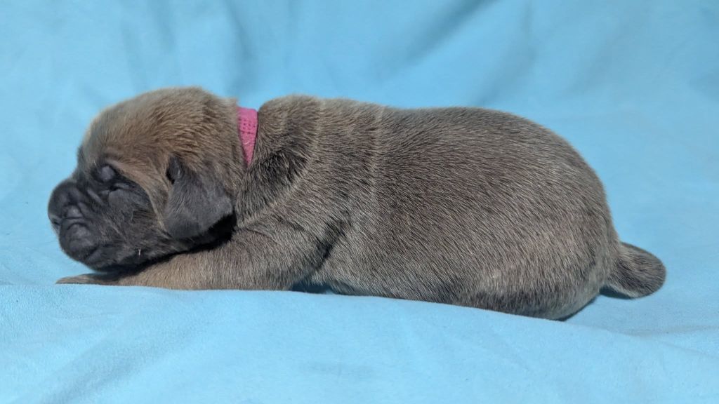 Du Lagon Indigo - Chiots disponibles - Cane Corso