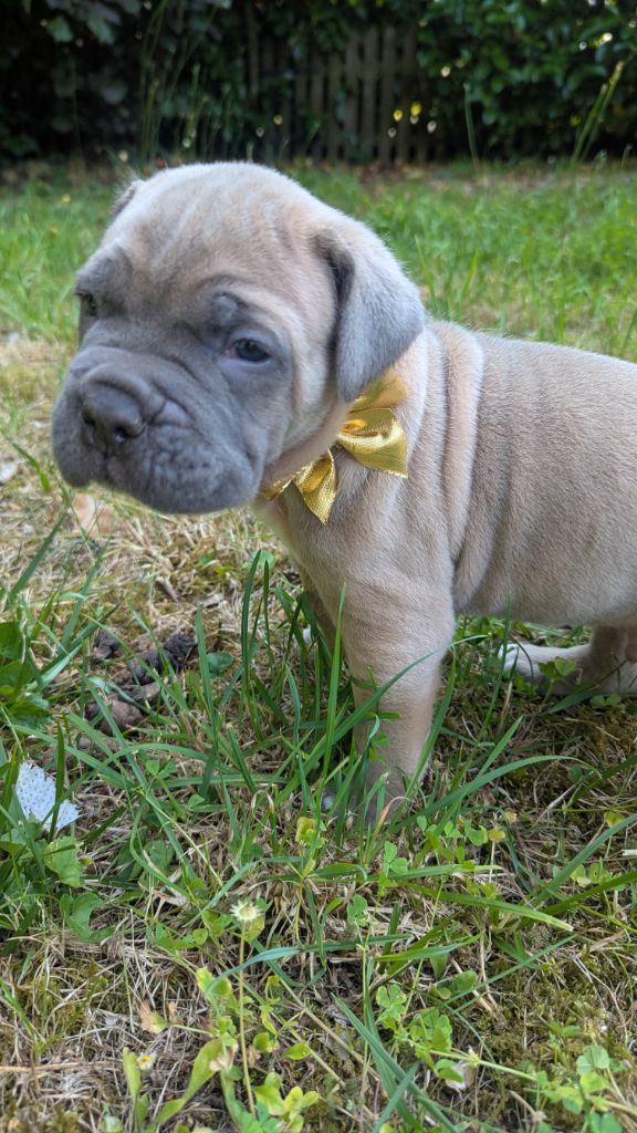 Du Lagon Indigo - Chiots disponibles - Cane Corso